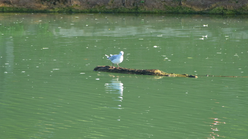 seagull, mouette, animal, 5K, green color, waterfront, water, animal themes, beauty in nature, lake, reflection, day, 53 quai du pré long, france, animals in the wild