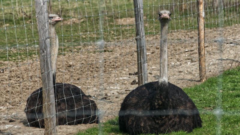 france, 5K, boundary, snake, wren, one animal, zoo, turtle, livestock, day, thorigny-sur-marne, oiseau, bird, wallaby, chemin de la butte, reptile, mammal