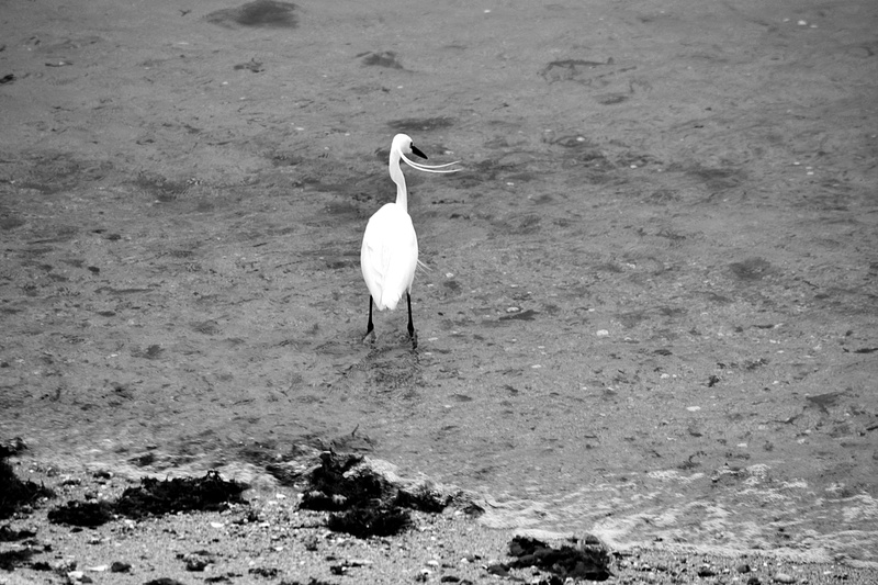 land, bird, lake, nature, sand, one animal, animalier, animal, nature sauvage, animal themes, vertebrate, 4K, zoology, no people, oiseau, water, standing