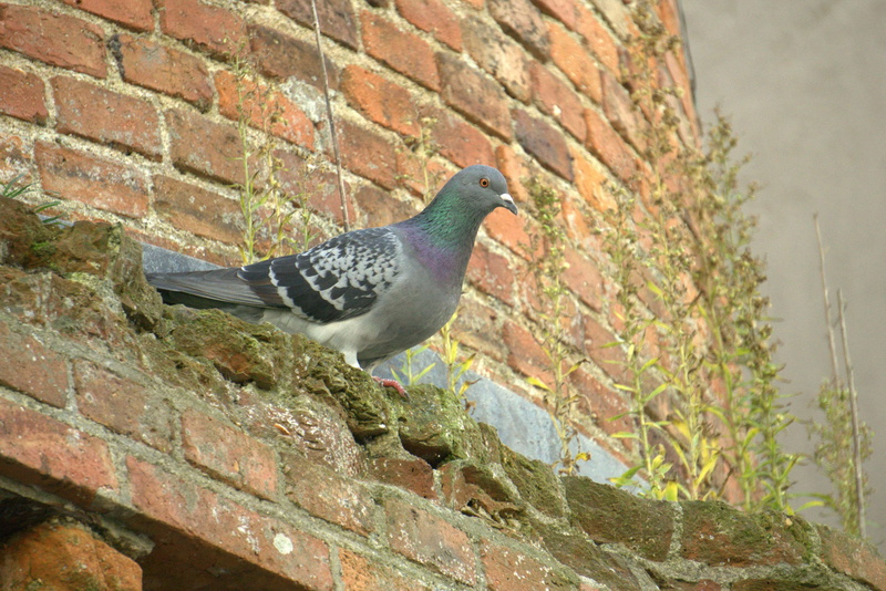 side view, ville, animal wildlife, animal themes, brick, built structure, outdoors, animals in the wild, vertebrate, architecture, perching, one animal