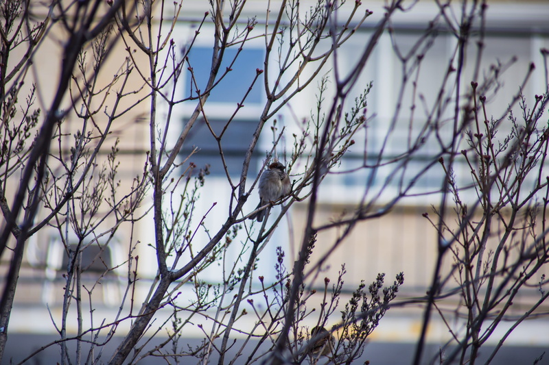 winter, tree, one animal, nature, wildlife, day, passerine, bird, city, focus on foreground, dead plant, animal wildlife, cold temperature, oiseau, dry
