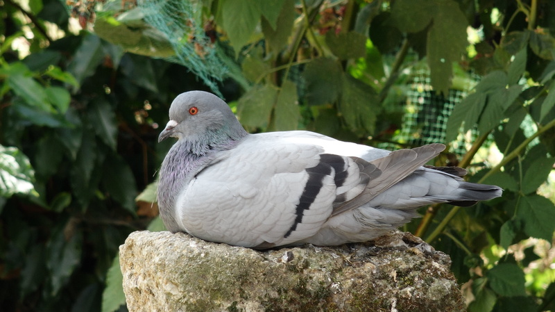 plumage, tree, close-up, perching, feather, outdoors, vertebrate, rock - object, waiting, animal, gray, solid, animal wildlife, wildlife, nature, beak