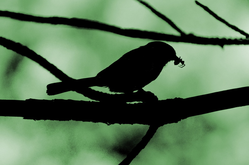 agelaius, crow, contrast, wildlife, animal themes, perching, silhouette, light, dark, focus on foreground, bird, eat, vertebrate, blackbird, one animal