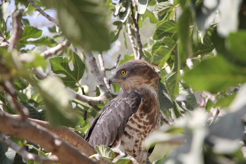 day, raptor, faucon, oeuil jaune, 5K, animal themes, low angle view, animals in the wild, bird, nature, animal, branch, selective focus, no people, plant