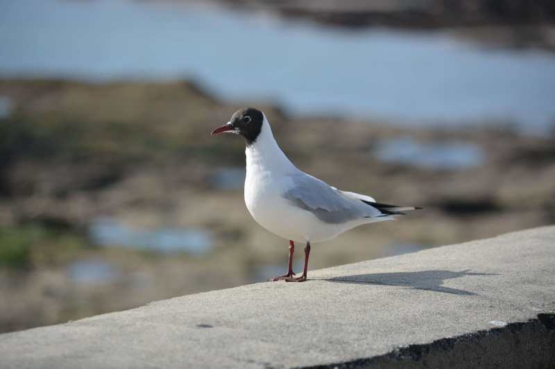 focus on foreground, mouette, sunlight, outdoors, ornithologie, animal themes, mouette rieuse, faune sauvage, water, close-up, black-headed gull, no people