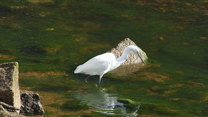 vertebrate, pont-aven, egret, 5K, one animal, animal wildlife, outdoors, bird, no people, animal themes, reflection, great egret, animals in the wild