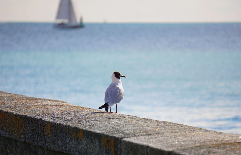 perching, no people, mer, sea, one animal, horizon, oiseau, seagull, mouette, animals in the wild, rivage, animal themes, horizon over water, sky, day