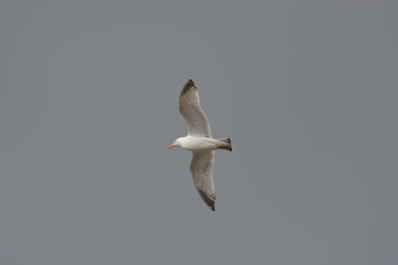 nature, low angle view, bird, mid-air, animal, oiseau, outdoors, full length, mouette, sky, flying, animaux, ciel, no people, animals in the wild, animalier