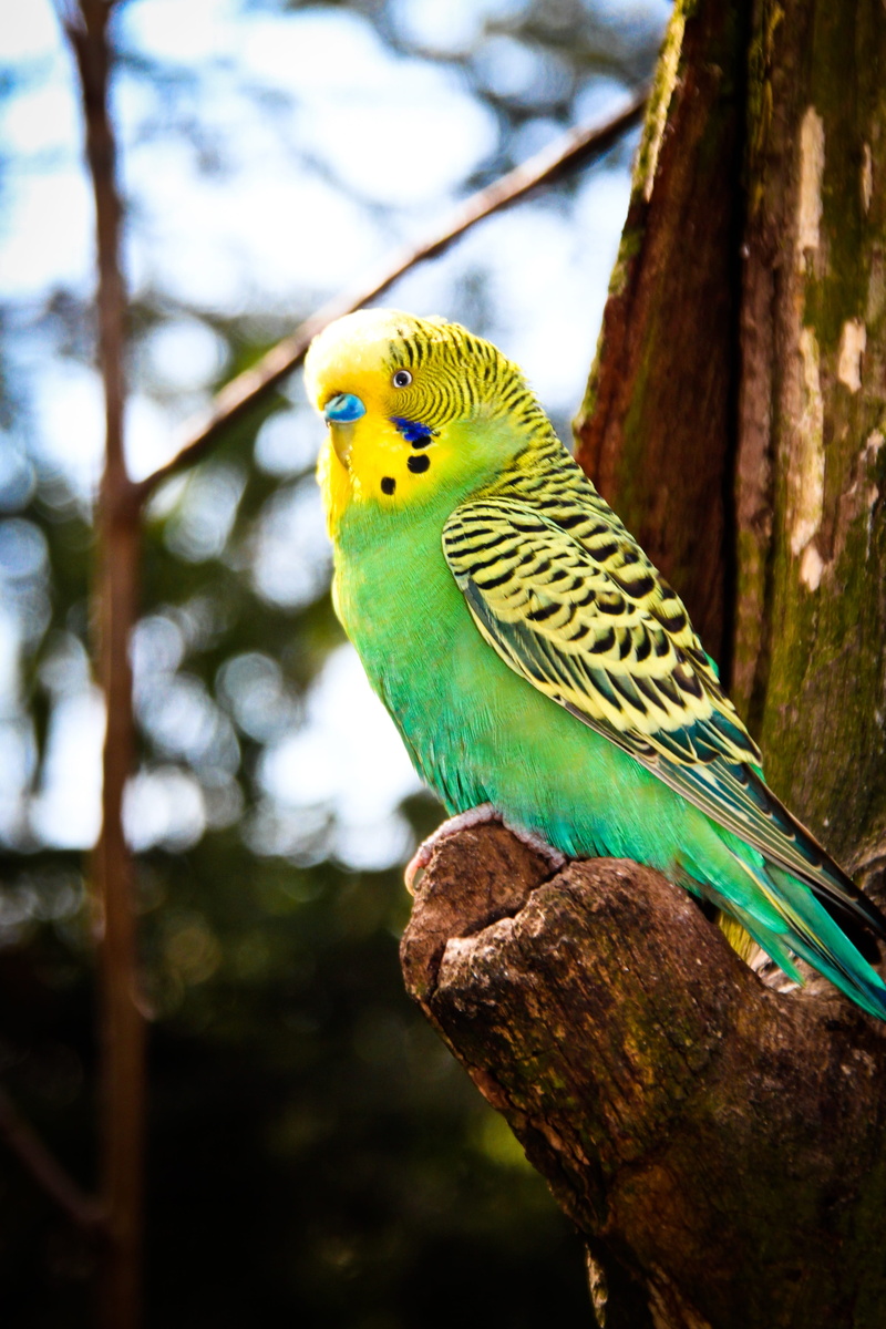 animal world, perching, 4K, vertebrate, creature, parakeets, day, parrot, plant, tree trunk, animals in the wild, green, focus on foreground, plumage