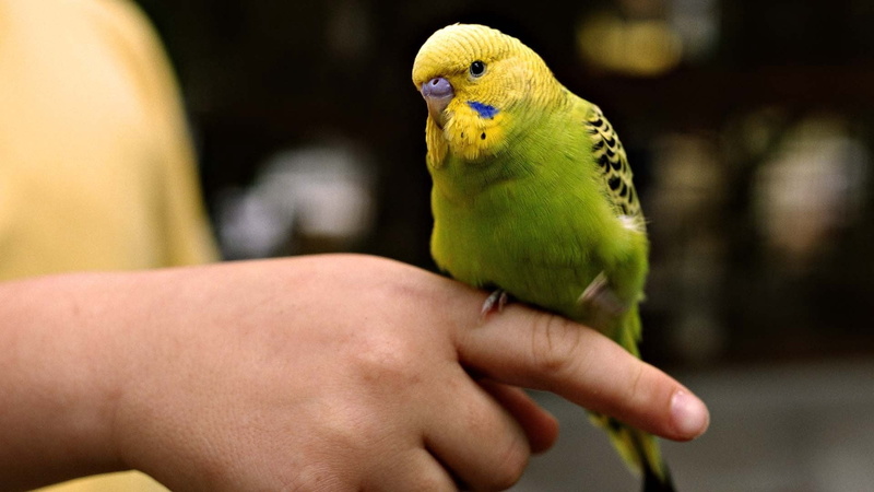 pet owner, tropical Climate, domestic, hand, pets, one person, human Hand, beak, bird, nature, vertebrate, people, focus on foreground, human limb, animal Wing