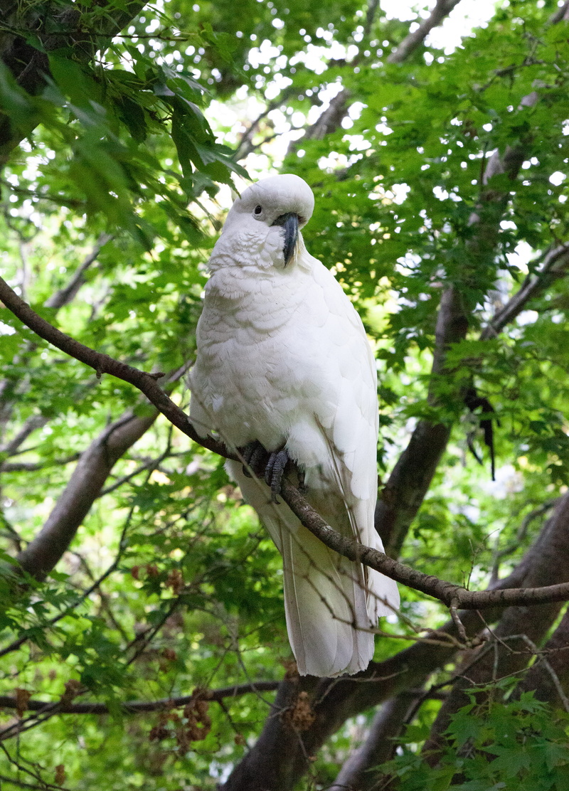 cockatoo, australia, low angle view, parrot, animals in the wild, animal themes, nature, 4K, bird, perching, branch, vertebrate, one animal, focus on foreground
