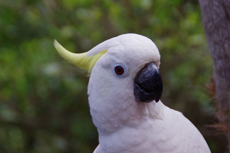portrait, animal wildlife, colorful, nature, Parrot, Cockatoo, sulphur, selective, outdoors, animal eye, color, animal themes, animal head, close, Plumage