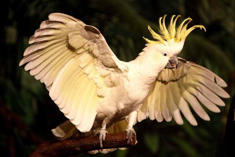 Sulphur-crested cockatoo, 1080P, Birds