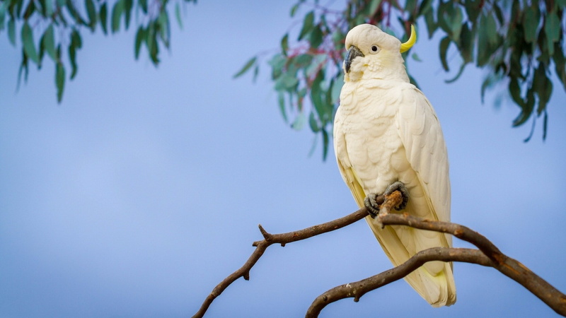 1080P, sulphur crested cockatoo