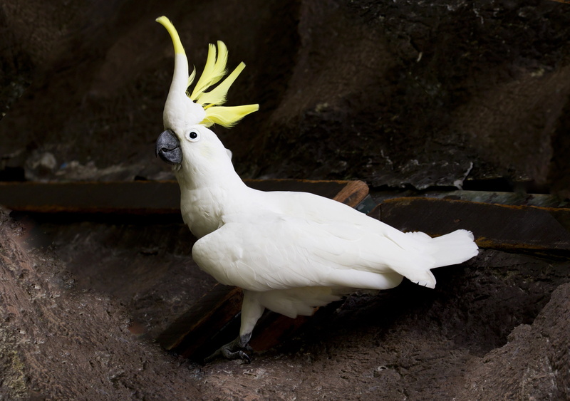 4K, sulphur crested cockatoo