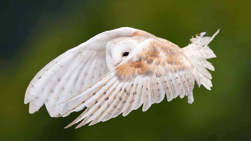 outdoors, sulphur-crested cockatoo, beak, close-up, beauty in nature, focus on foreground, dove, wild, birds, hawk, animals in the wild, feather, day, animal wildlife