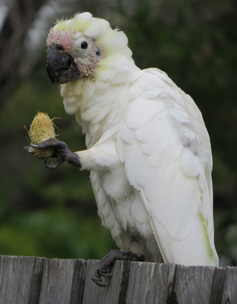 australia, animals in the wild, animal themes, cockatoo, exotic, one animal, wooden post, wild, white color, nature, yellow, outdoors, natural, vertebrate