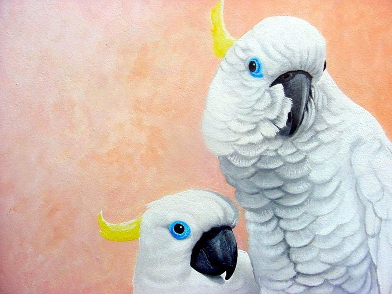 close-up, animal head, 480P, animal wildlife, Sulphur-crested cockatoo, group of animals, two animals, parrot, animal, feather, Birds, no people, pink color