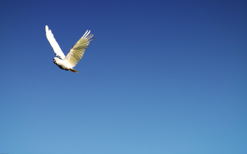 1080P, Birds, Sulphur-crested cockatoo