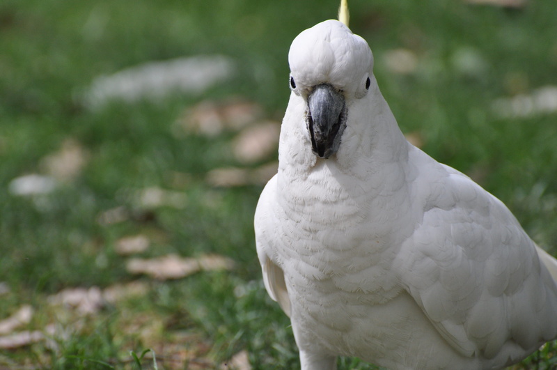 4K, vertebrate, one animal, animal wildlife, white color, day, australia, bird, nature, animals in the wild, parrot, sulphur-crested cockatoo, looking at camera