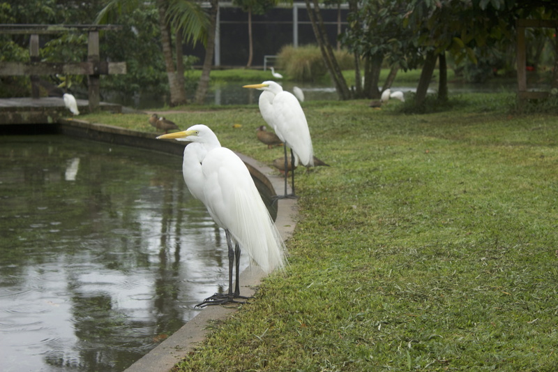 no people, bird, sulphur-crested cockatoo, perching, aquatic bird, day, summer, wading bird, animal wildlife, outdoors, group of animals, cockatoo, american egret