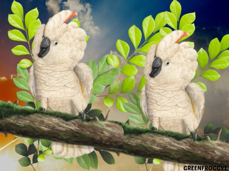no people, softness, Birds, nature, representation, branch, toy, animal themes, 720P, sitting, vertebrate, animal representation, parrot, cockatoo, cute