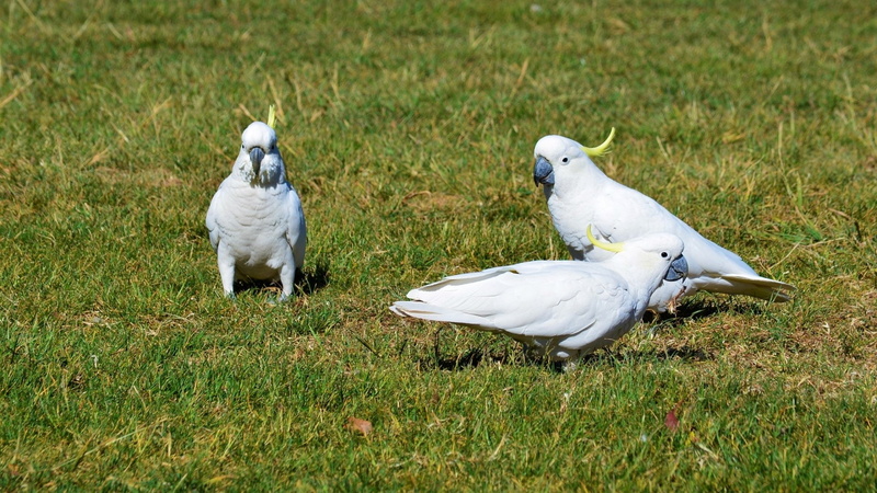 1080P, Birds, Cockatoo, Bird, Sulphur-crested Cockatoo