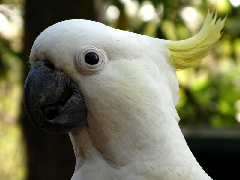 2K, nature, focus on foreground, animal, animal head, zoo, outdoors, looking, australia, one animal, profile view, cockatoo, animals in the wild, bird head