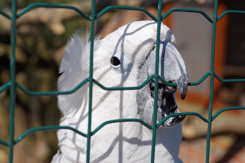 representation, barrier, close, nature, bird head, 5K, bird, white cockatoo, white color, outdoors, sport, day, behind barriers, no people, fence, metal