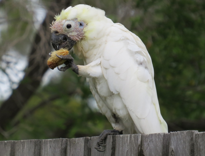 feathers, australia, cacatua galerita, colourful, gumnut, natural, sulphur-crested, crest, bird of prey, young, beak, colour, avian, outdoors, native, flying