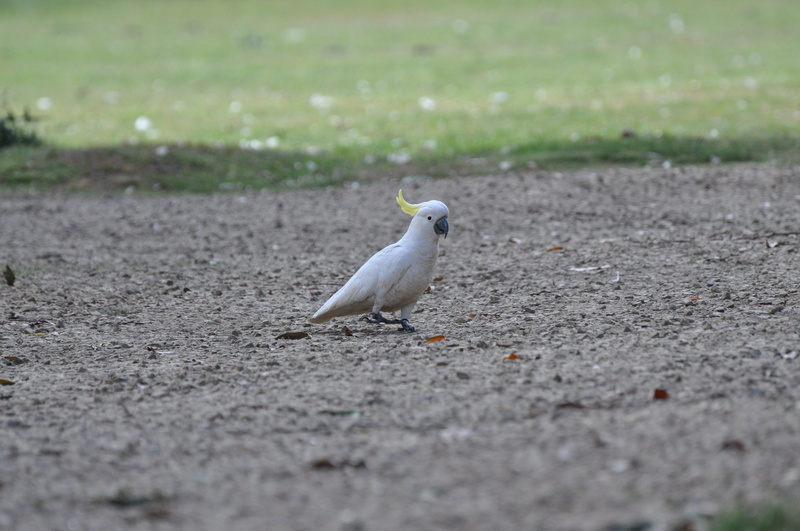 land, selective focus, animal, field, focus on foreground, day, animal themes, dove - bird, plant, birds, full length, nature, sulphur-crested cockatoo