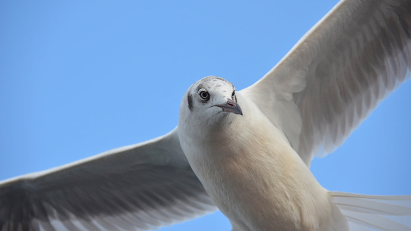 nature, day, white color, dove - bird, close-up, animal body part, low angle view, vertebrate, cockatoo, bird, animal, flying, parrot, sky, one animal