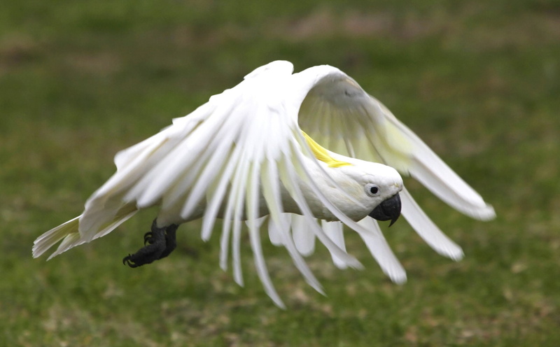 Flight, Sulphur-crested Cockatoo, Bird, Parrot, Birds, 1080P, Wings, Cockatoo