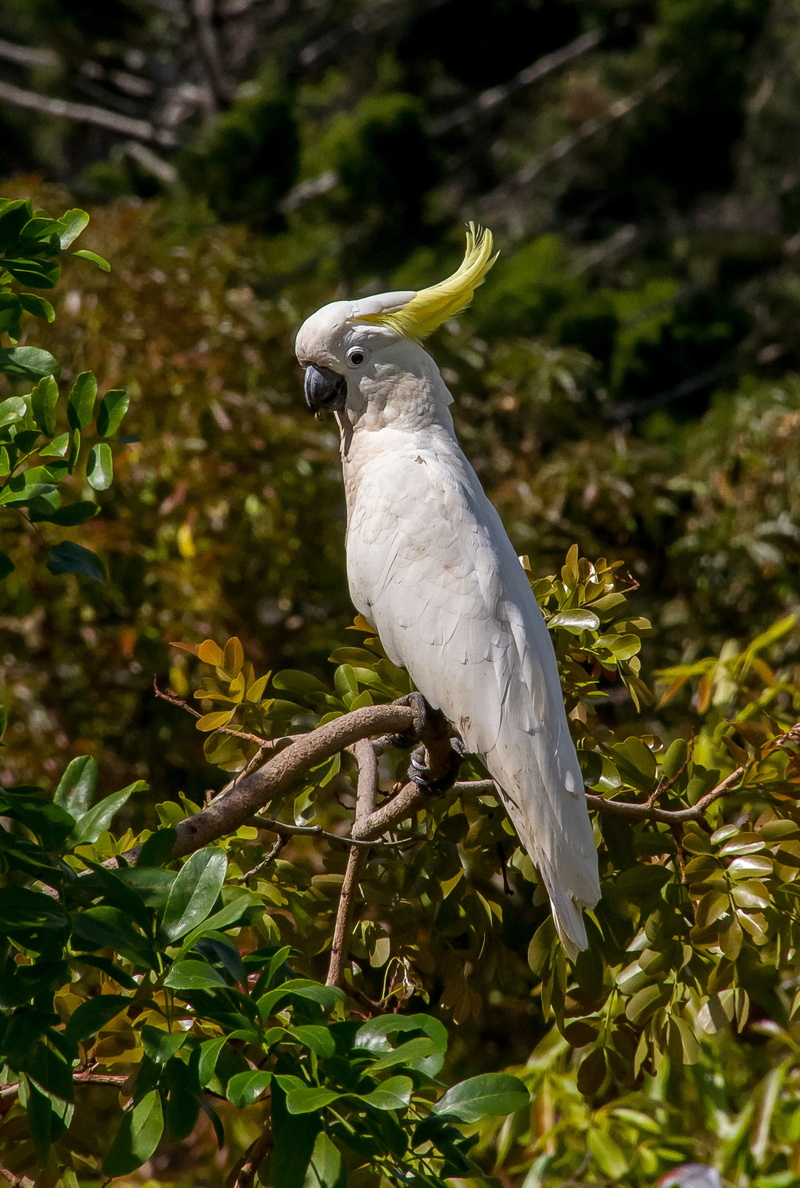 bird, white, focus on foreground, wild, animal themes, plant part, sulphur crested cockatoo, noisy, leaf, yellow, perching, perched, parrot, green color