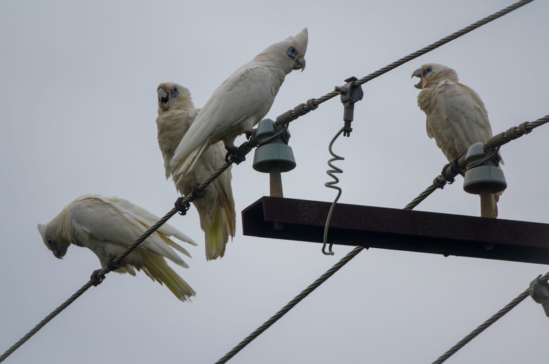 wing, animals in the wild, power supply, two animals, cable, cockatoo, animal wildlife, nature, feather, white cockatoo, wildlife, branch, bird, outdoors
