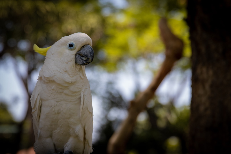 tropical, close-up, wildlife, perching, beak, white, animal themes, tree, animal wildlife, 5K, outdoors, blur, animals in the wild, white color, photography