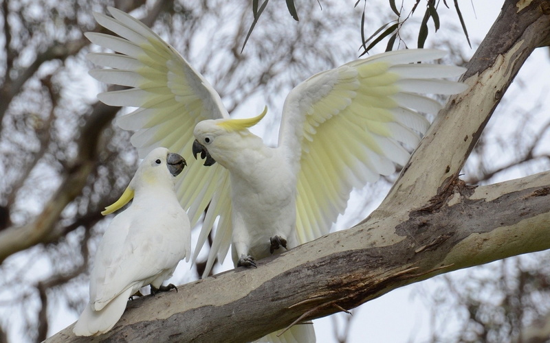 animal wing, focus on foreground, animal themes, bird, animal, parrot, 1080P, flying, white color, animal wildlife, vertebrate, animals birds, group of animals