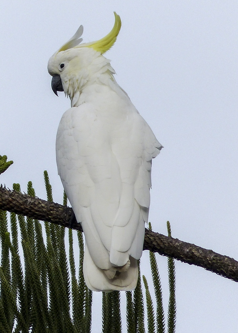 smart, exotic, one animal, perching, clear sky, animals in the wild, wildlife, nature, vertebrate, intelligent, yellow, cute, branch, tree, white color