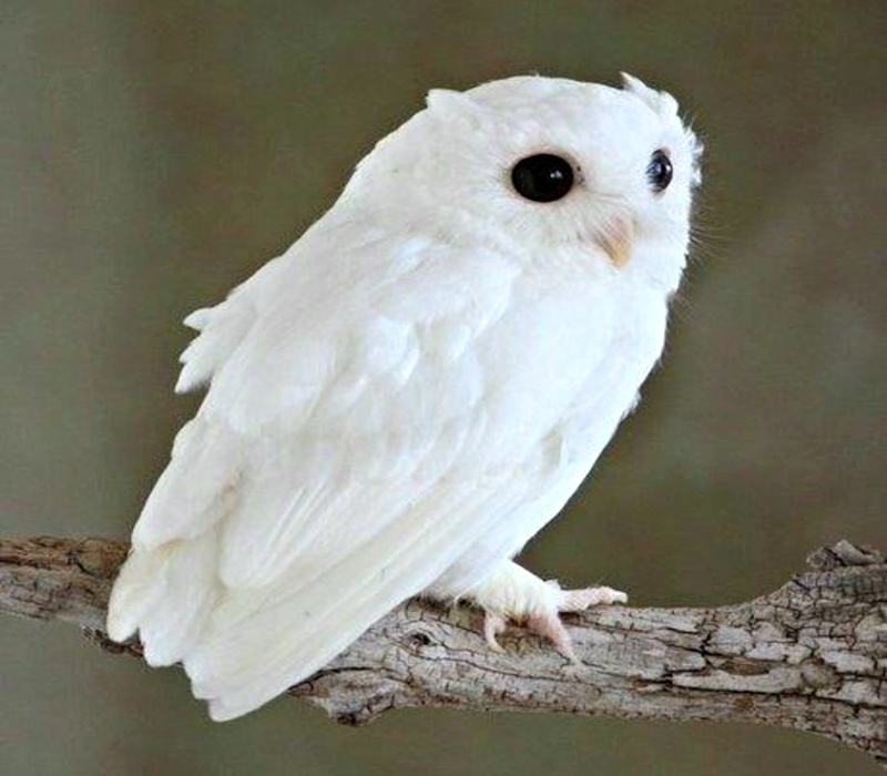 Albino, outdoors, tree, Albino Owl, no people, animals in the wild, Owl, Bird, branch, animal wildlife, full length, feather, 1080P, vertebrate, close-up