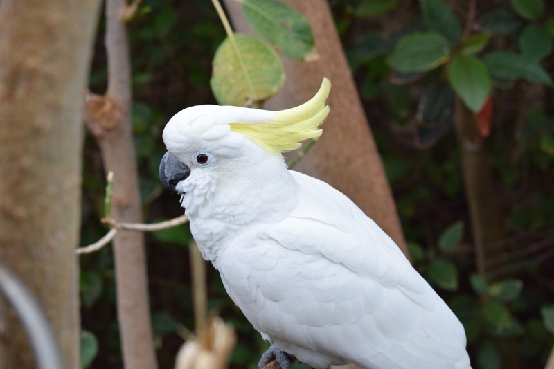 white color, one animal, outdoors, plant, focus on foreground, branch, animal wildlife, bird, no people, animal world, close-up, animal, animal themes