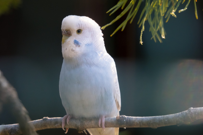 blue, cockatoo, dove - bird, sit, vertebrate, close-up, parrot, branch, day, one animal, small bird, no people, bird, budgie, outdoors, white color, plumage