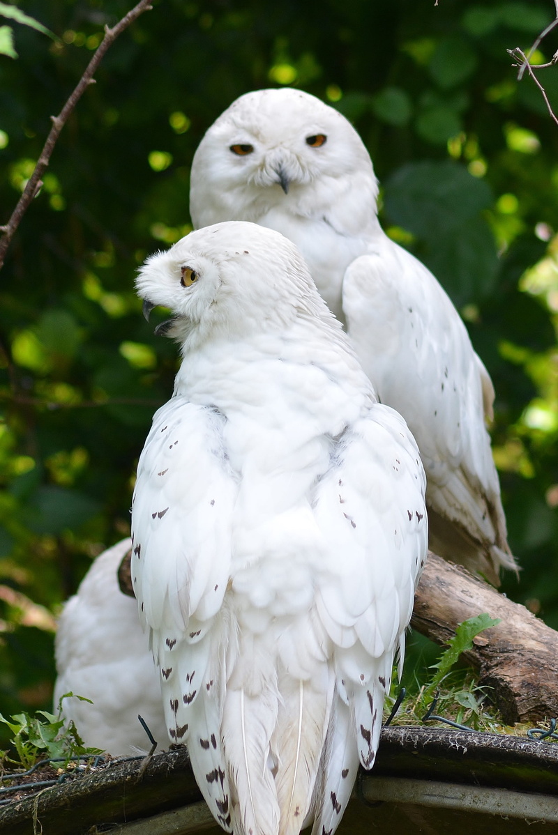 animal themes, vertebrate, parrot, animal wildlife, two animals, nature, day, bird, group of animals, perching, no people, close-up, tree, white color