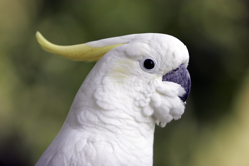beak, animal body part, vertebrate, one animal, animal world, focus on foreground, looking away, parrot, outdoors, cockatoo, no people, nature, animal themes