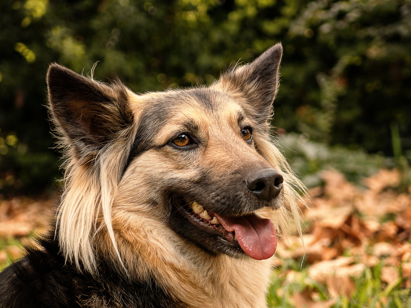 photo, dog, purebred Dog, german Shepherd, close up, black, pets, 4K, domestic Animals, shepherd, mammal, Deutsch, long, Photography, Canon PowerShot