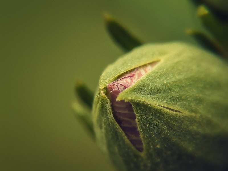 nature, leaf, Canon PowerShot, G15, Incarnation, Photography, macro, focus, close-up, Blossom, flower, plant, freshness, 720P, green Color