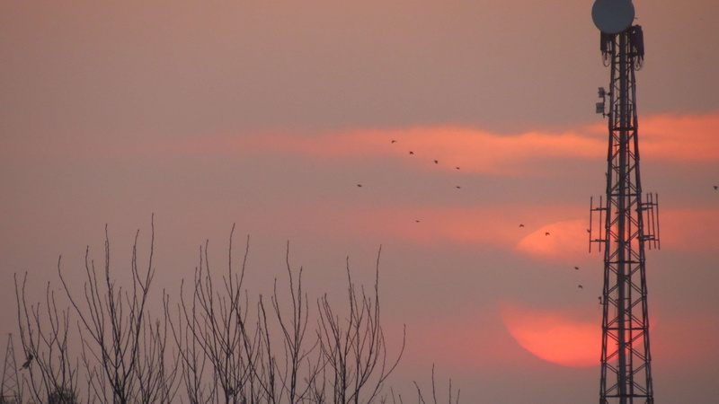 trees, outdoors, k2grewal, global communications, silhouette, 4K, red, powershot, sunset, canon, nature, communication, cloud - sky, connection, flying