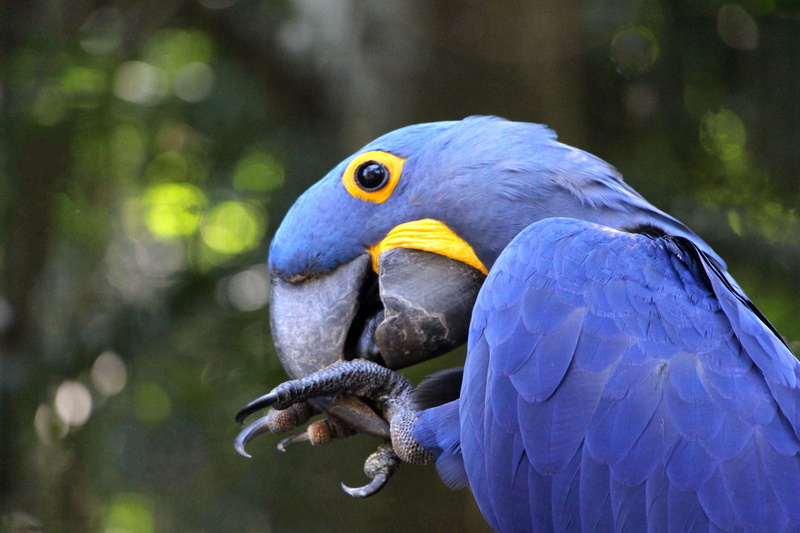 yellow, animals, rainforest, parrot, animal themes, profile view, animal, one animal, close-up, animal head, beak, beauty in nature, day, ara, papagayo