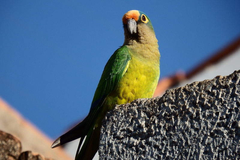 birdie, animal, rainbow lorikeet, low angle view, maritaca, nature, close-up, day, tree, clear sky, blue, perching, parrot, bird, papagayo, animal themes