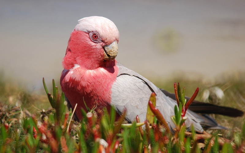 galah, 1080P