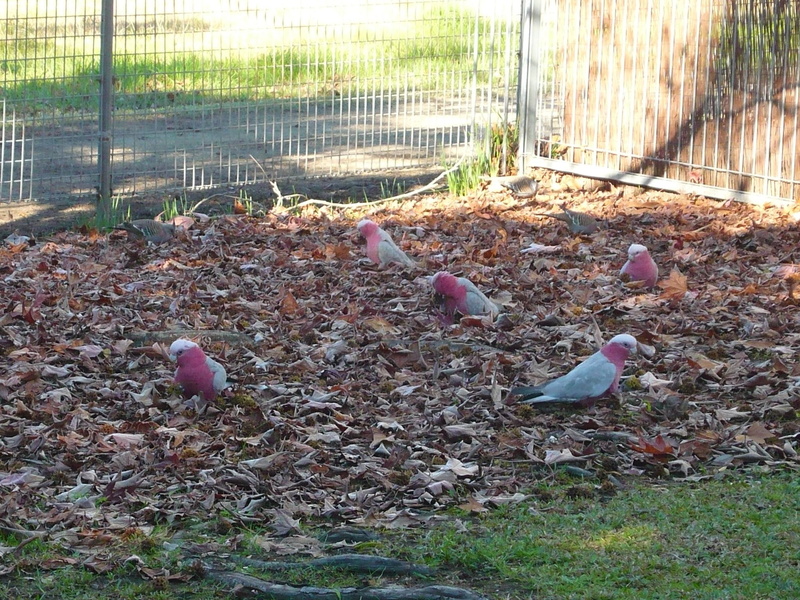autumn, feeding, nature, 1080P, animals, leaves, trees, galahs, birds